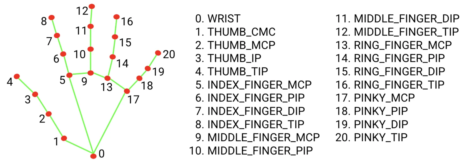 The 21 hand landmarks detected by the MediaPipe Hand Landmark model